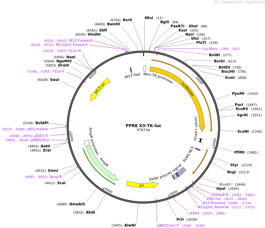 PPRE X3-TK-luc质粒图谱